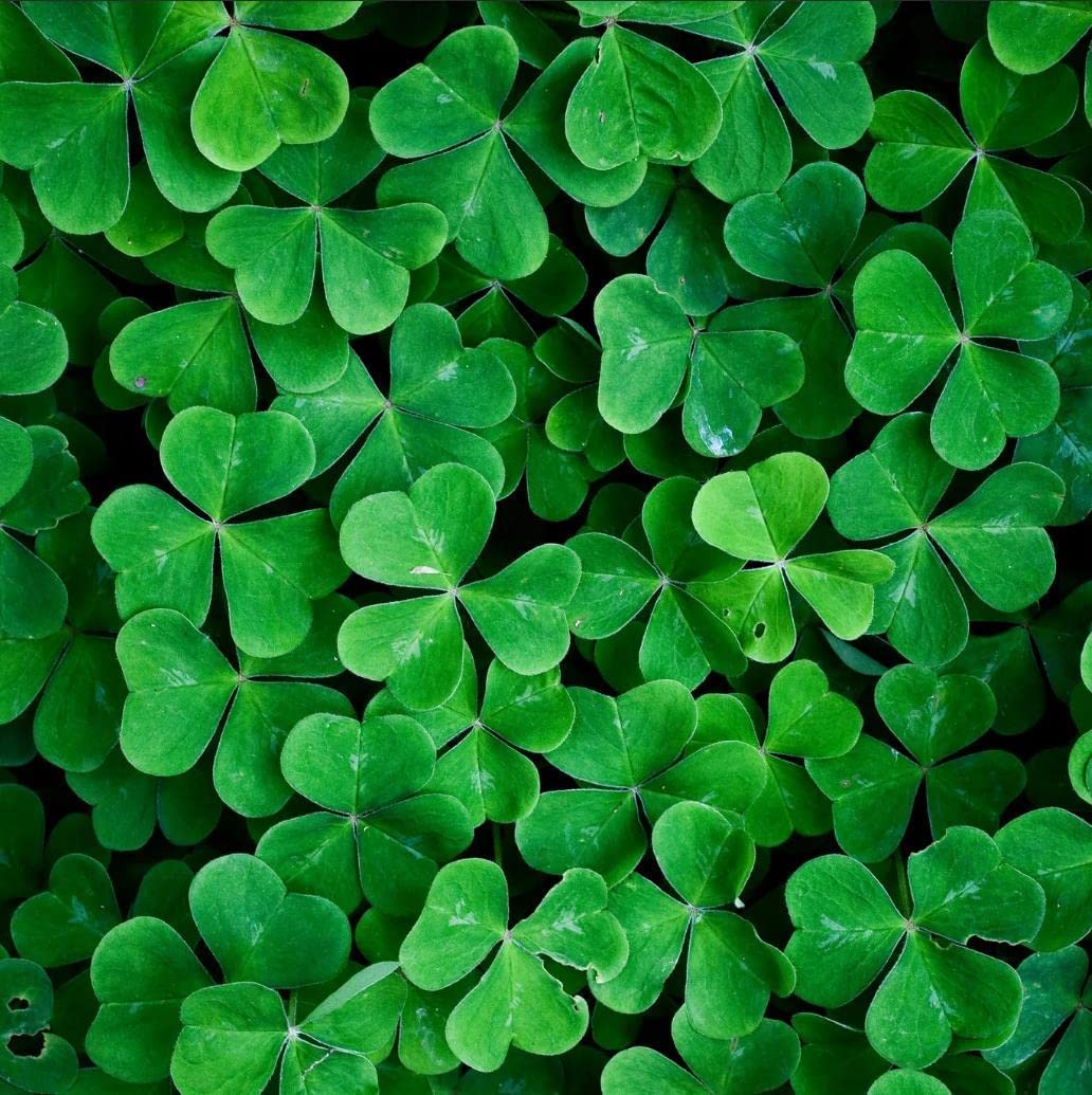 White Lucky Grass Seeds for Planting - Easy to Grow Clover