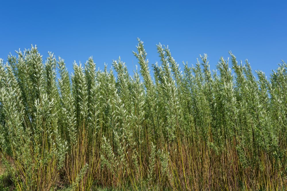 Privacy Trees for Planting | Fast Growing Aussie Willow | Grow a Natural Privacy Screening Hedge Fast