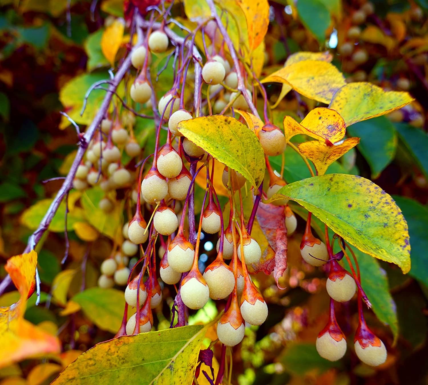 Japanese Snowbell Tree Seeds for Planting (30 Seeds) - Styrax japonicus