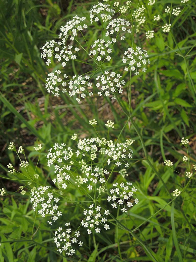 Wild Dill Seeds for Planting (50 Seeds) - Perideridia Americana