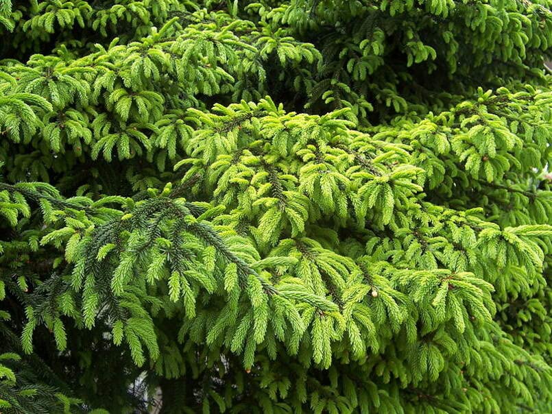Oriental Spruce Tree Seeds for Planting (30 Seeds) - Picea orientalis