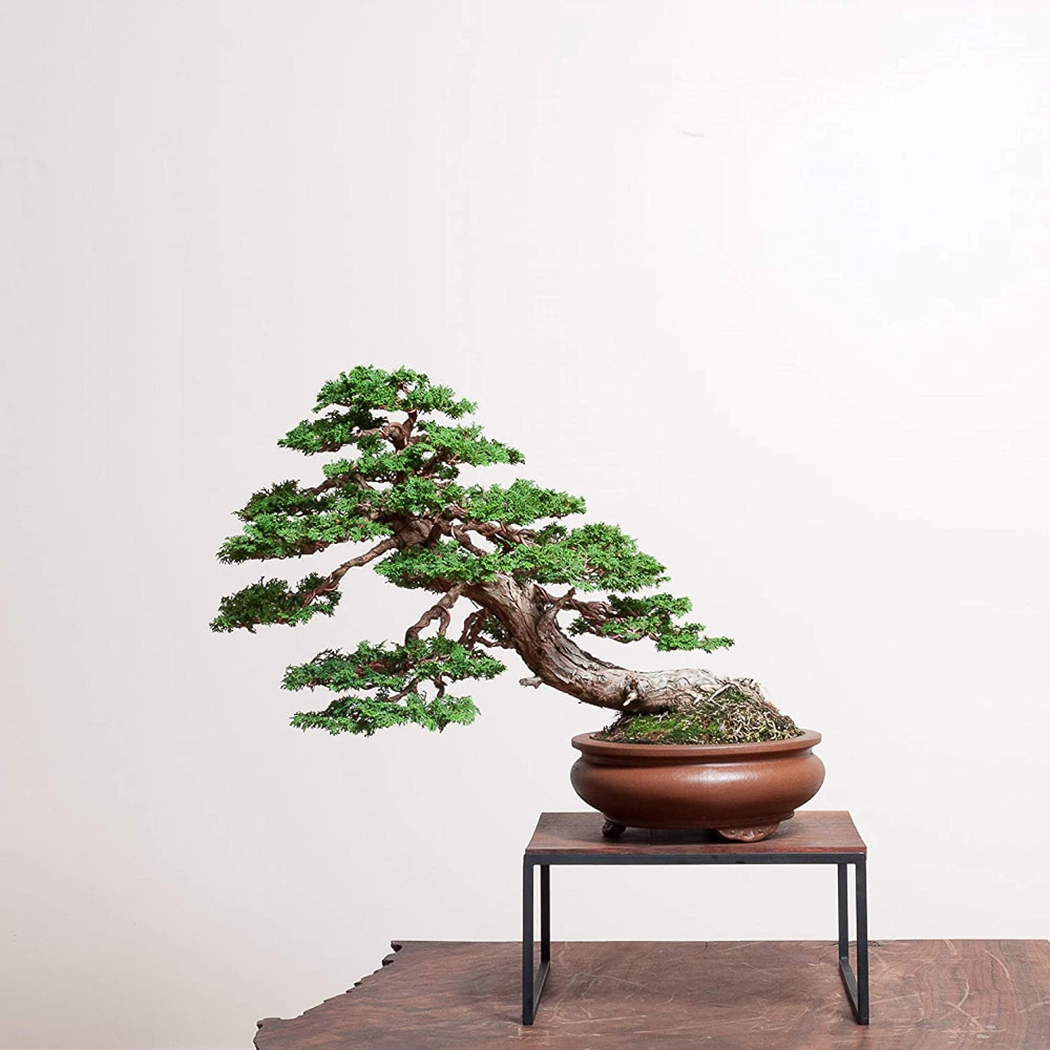 Hinoki Cypress Bonsai Tree Seeds - 20 Seeds to Grow - Evergreen Bonsai Tree - Ships from Iowa, USA