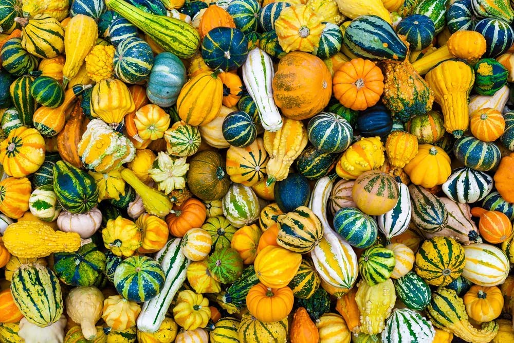 CZ Grain 5 Real Mixed Small Gourds for Display - Iowa Grown Gourds, Not Seeds - 5 Real Gourds to Display - All Natural Decor for Fall or Halloween or Cornucopia