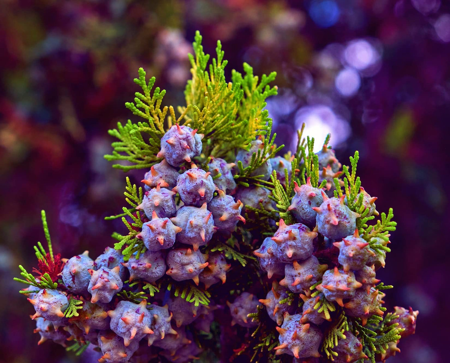 40 Oriental Arborvitae Tree Seeds for Planting - Platycladus orientalis