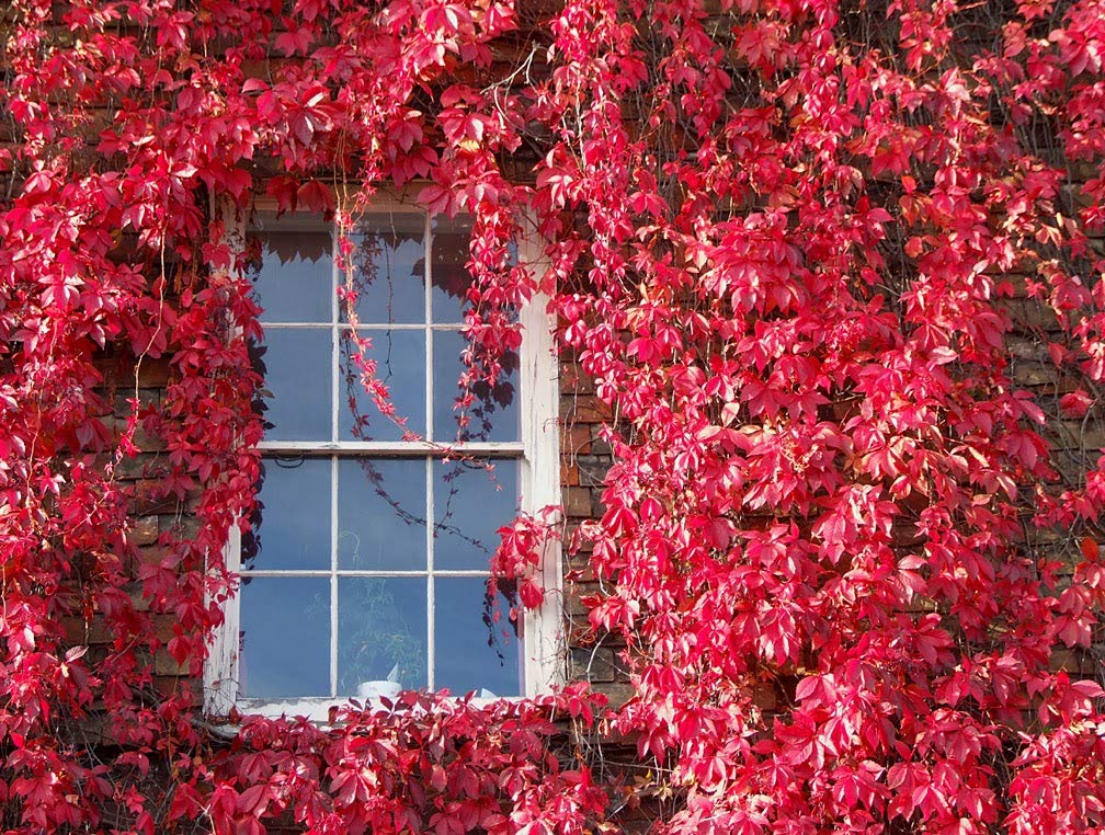 Virginia Creeper Seeds - 25+ Seeds - Parthenocissus quinquefolia