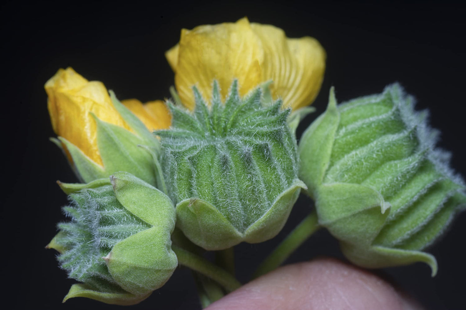 Velvetleaf Plant Seeds for Planting - 50 Seeds - Button Bush Plant - Abutilon theophrasti Velvet Leaf