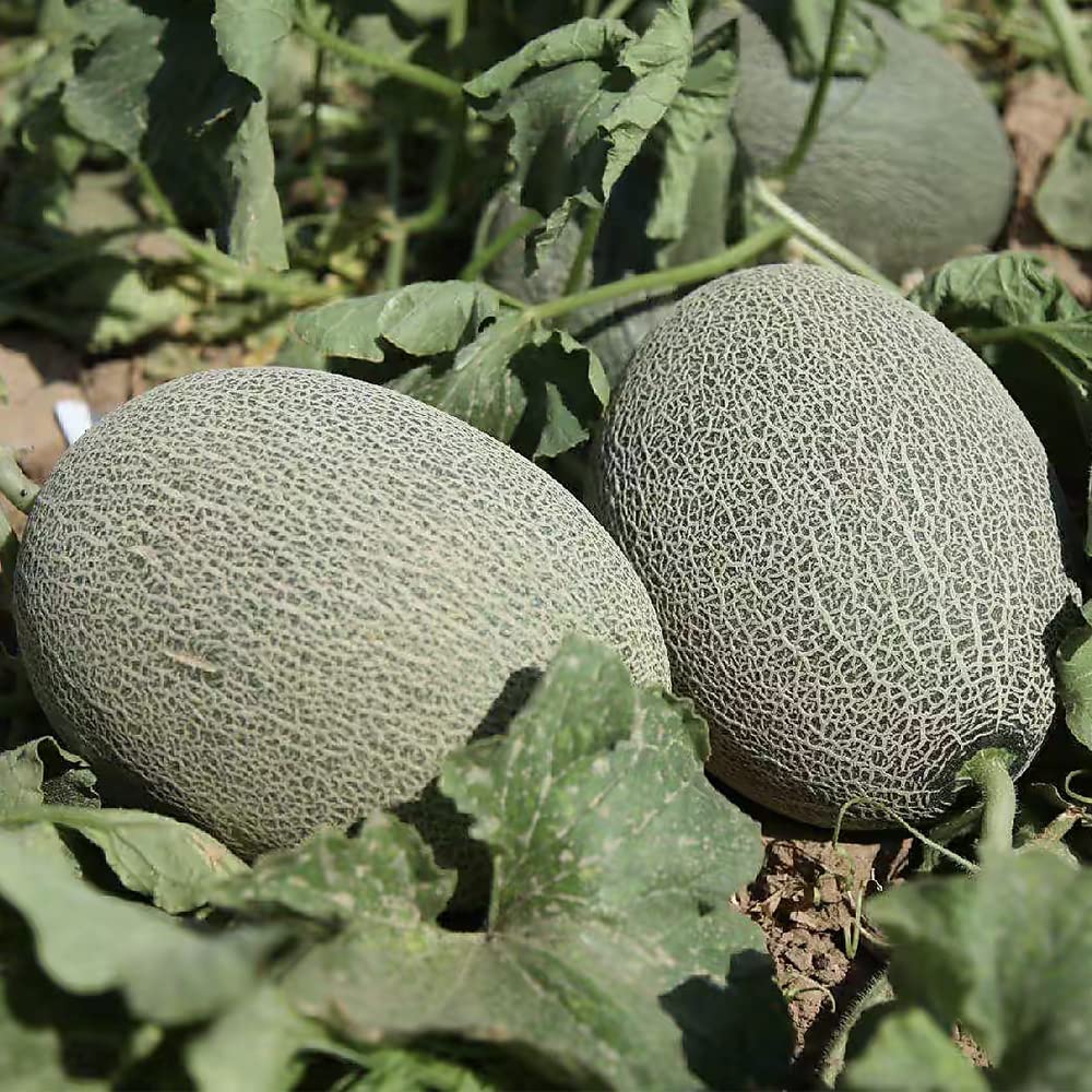 200+ Cantaloupe Seeds Vine Fruit Seed Fruit Plant Home Garden Non-GMO…