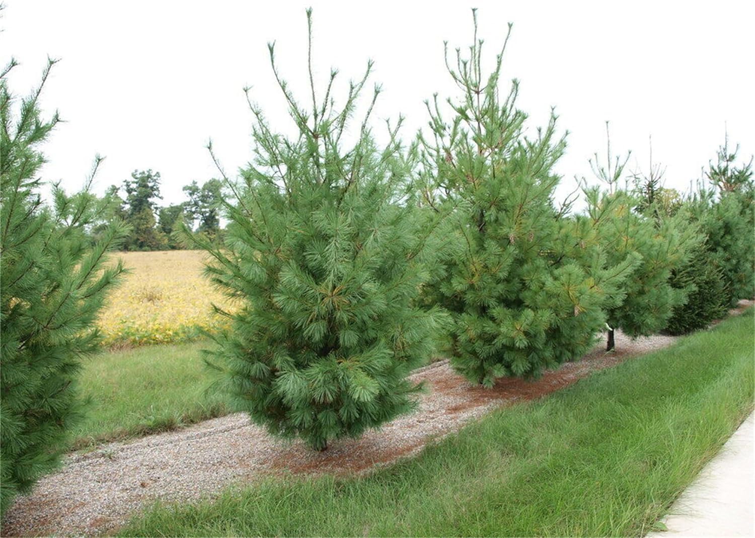 50 Eastern White Pine Tree Seeds for Planting