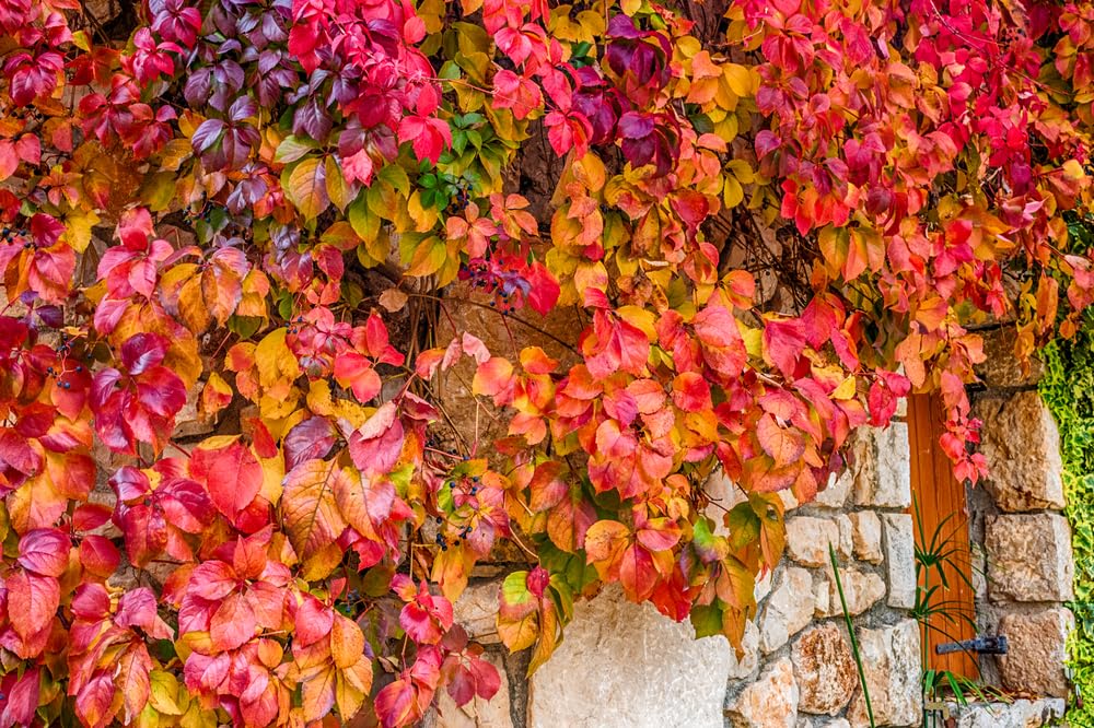 Virginia Creeper 2 Live Vine Bush Seedlings for Planting | No Ship to California | Creeper Virginia Seedlings