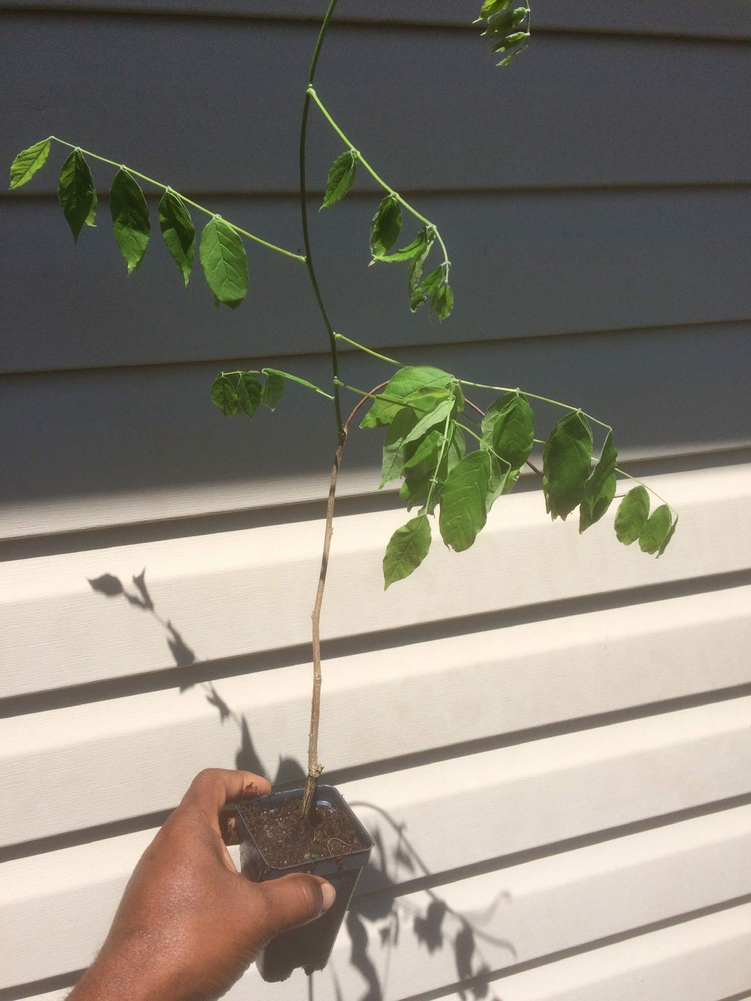 Spectacular Blue Moon Wisteria Tree Plant 8-11" Tall Potted Plant Fragrant Flowers Seeds BulbsPlants& MoreAttracks Hummingbirds, in Dormancy