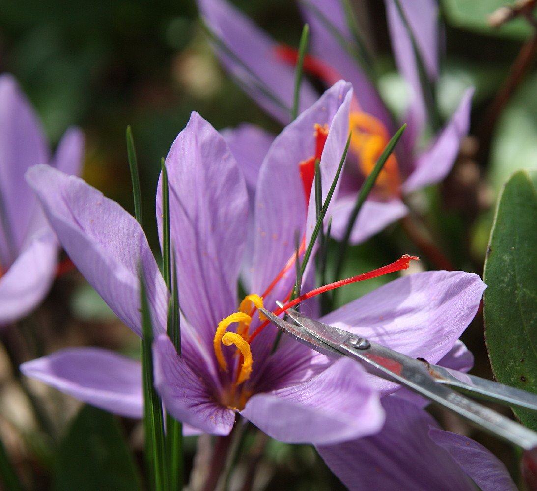 Hirts Gardens Saffron 20 Bulbs Crocus Sativus Fall Blooming