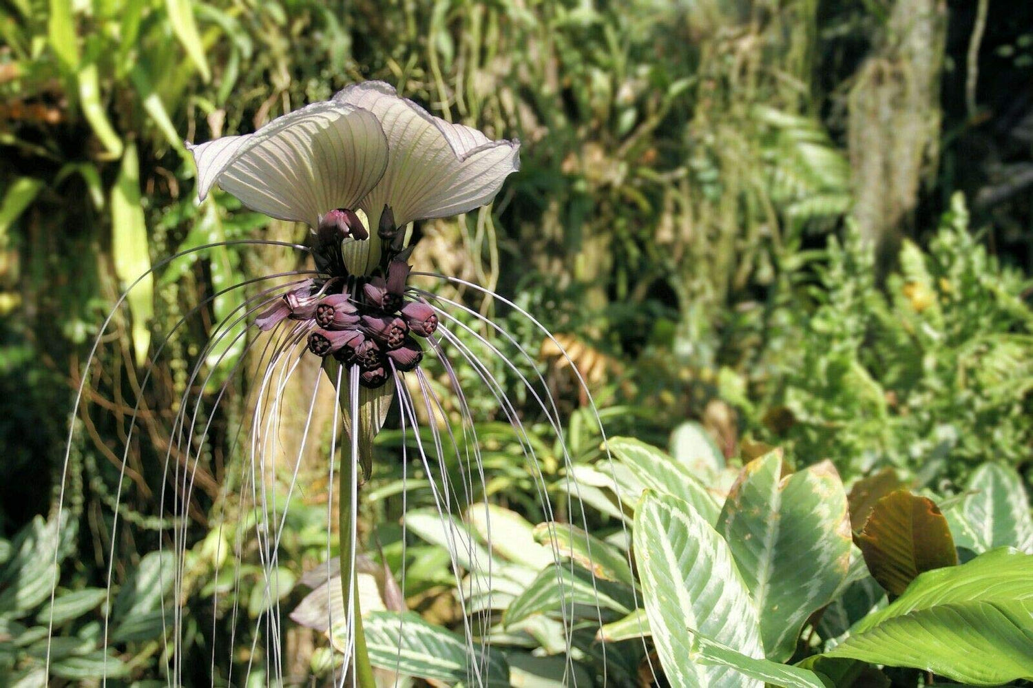 Tacca Integrifolia White Bat Flower Seeds Attracts Butterflies Rare Unique jocad (5 Seeds)