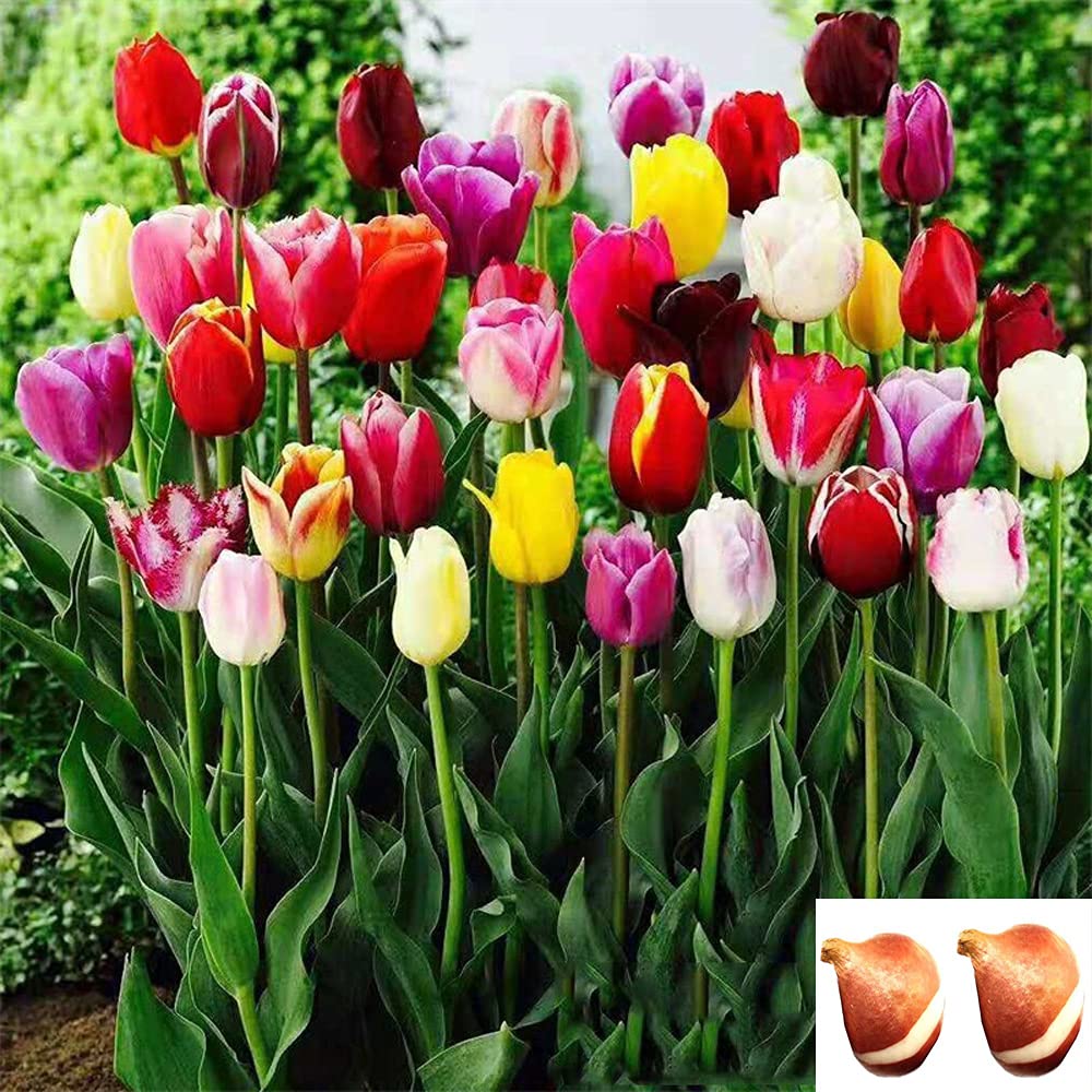 Two Bulbs Tulip Bulbs Mixed Tulips Varieties Collection Tulips Bulbs for Gardens Spring Flowering Bulbs Ready to Plant Flower Bulbs Garden Landscape . ?Perimeter: 10cm,Random Color.?