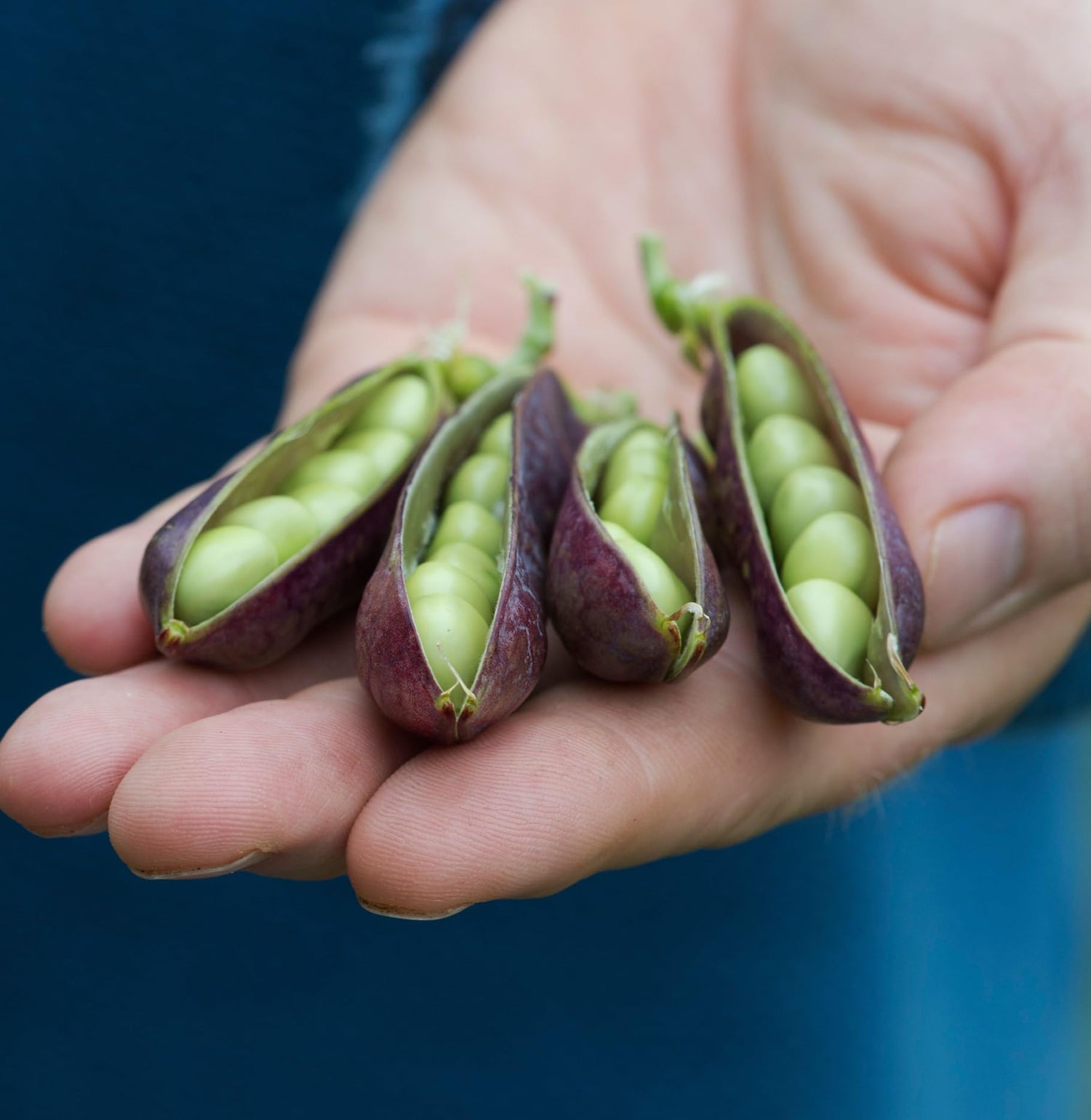 King TUT Pea Seeds for Planting (5 Rare Seeds) Azureus Blue Pea Vine