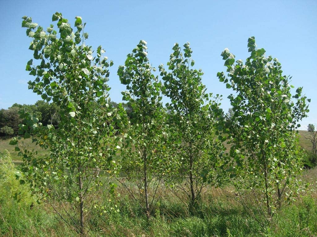 Hybrid Poplar Tree Cuttings for Planting - Fast Growing Shade or Privacy Trees
