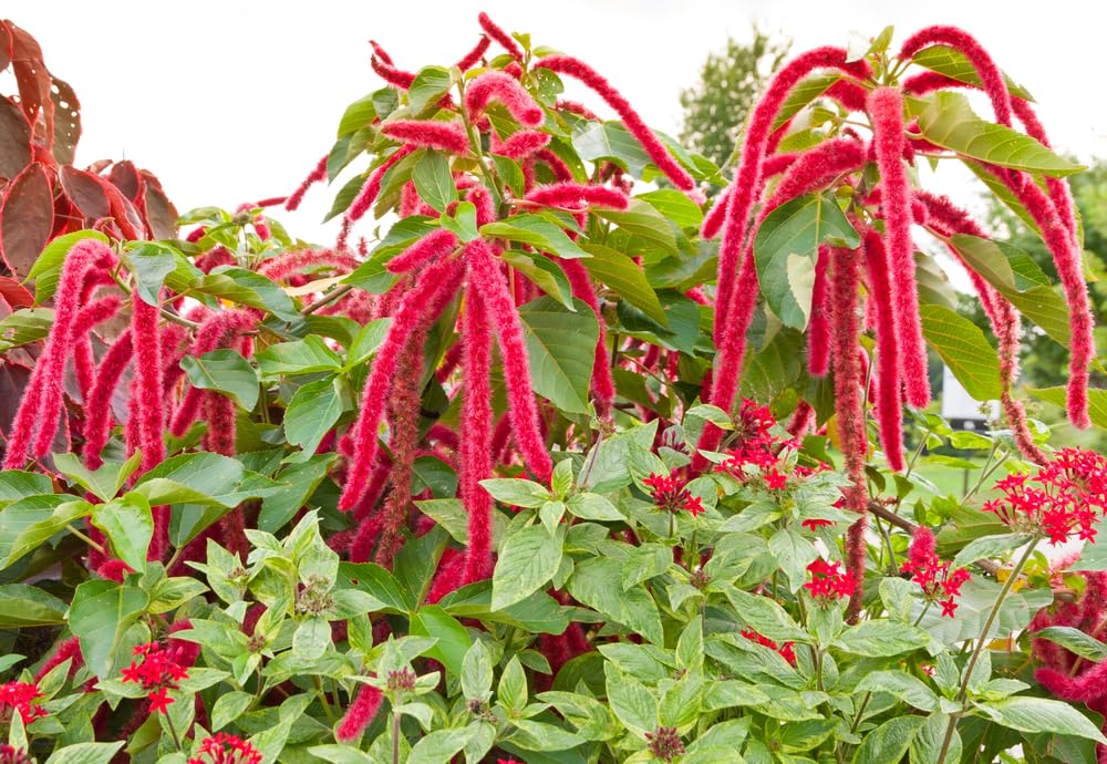 Love Lies Bleeding Flower Seeds - 200 Seeds
