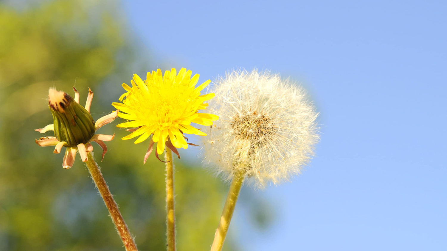 500 Dandelion Herb Seeds for Planting - Taraxacum officinale Perennial Herb Flowers