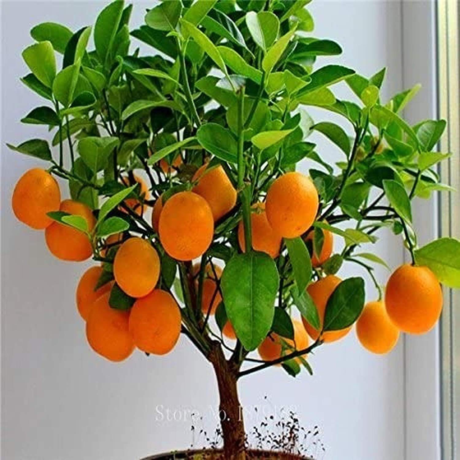 Bonsai Orange Tree Seeds, 20 Seeds,Grow a Delicious Fruit Bearing Bonsai Tree - Ships from Iowa.