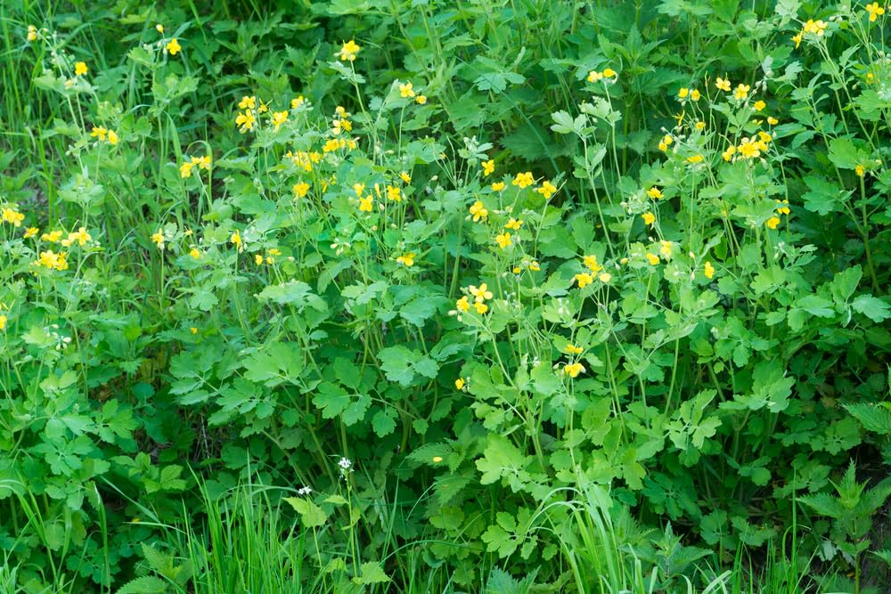 100 Swallowort Herb Seeds for Planting - Greater Celandine - Chelidonium majus