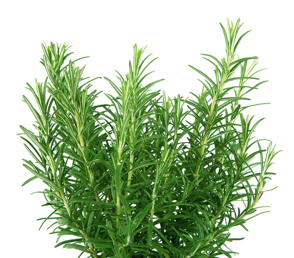 Rosemary Herb Seeds for Planting (50 Seeds) - Rosmarinus officinalis