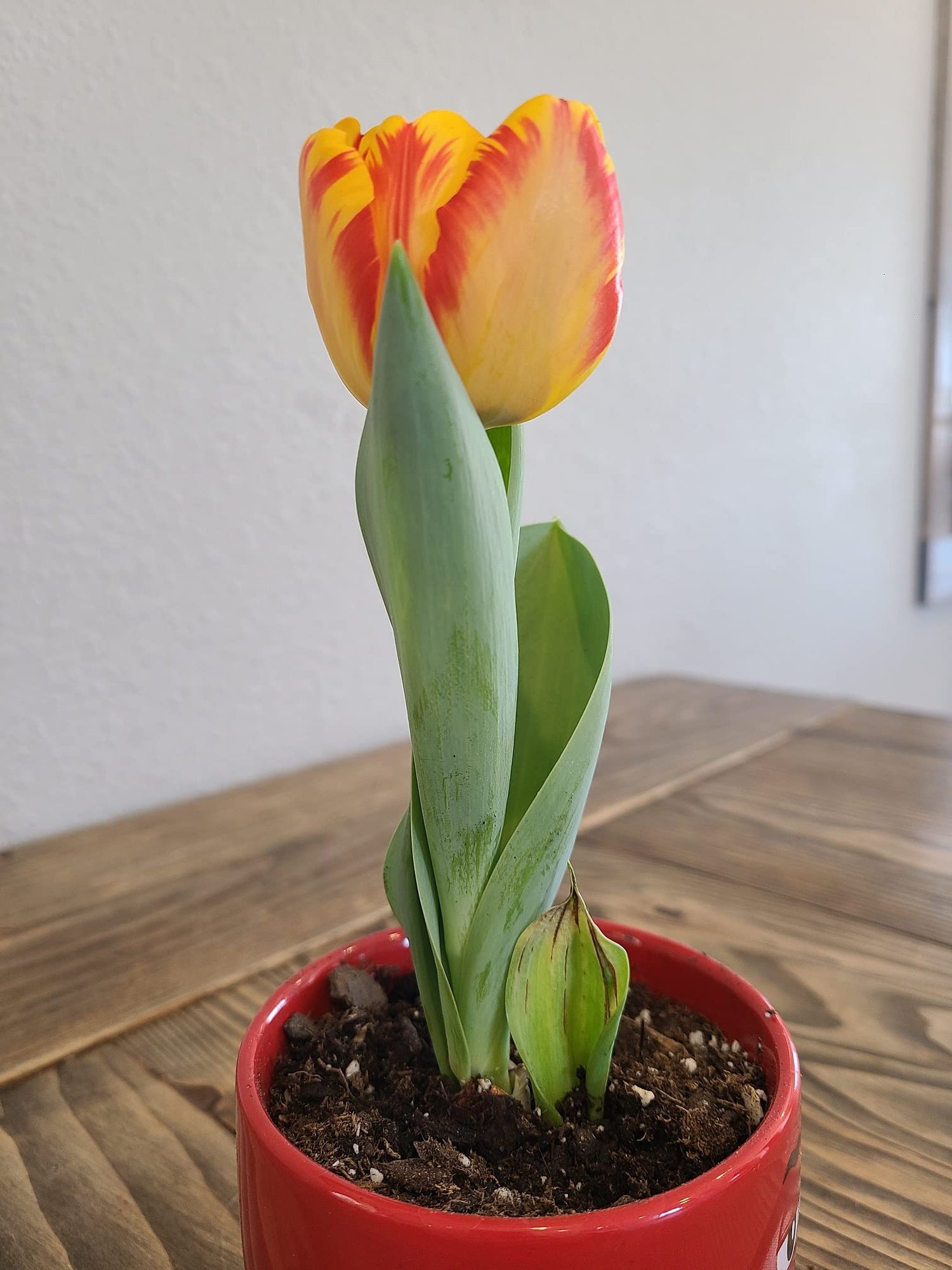 Banja Luka Bonsai Tulip Bulbs - 3 Prechilled Tulips Ready to Bloom Indoors - Bloom in a Few Weeks - No Container Included