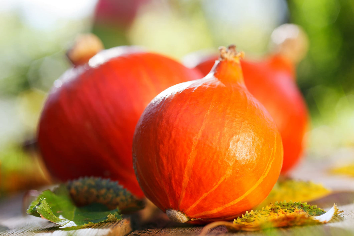 20 Japanese Heirloom Red Kuri Hokkaido Squash Seeds for Planting - Grow Your Own Fall Decor, Delicious and Edible
