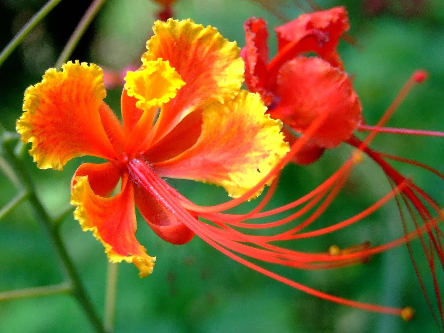 Peacock Flower Seeds for Planting - 10 Seeds - Caesalpinia pulcherrima - Red Bird of Paradise