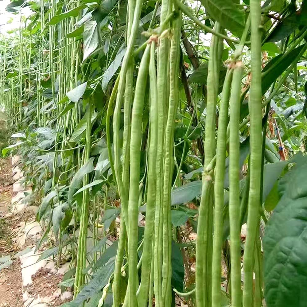 Yard Long Bean Seeds - Asian Vegetable Long Bean String Beans - Ships from Iowa, USA - Productive Yielder