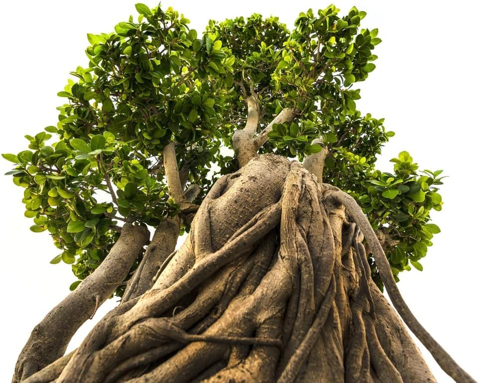 Indian Banyan Bonsai Tree Seeds for Planting - 20 Seeds of Ficus benghalensis - Ships from Iowa, USA