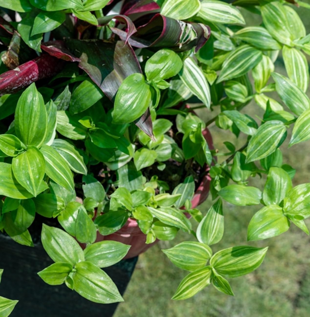 4 Bridal Veil Wandering Jew Cuttings to Grow - Grow Spiderwort