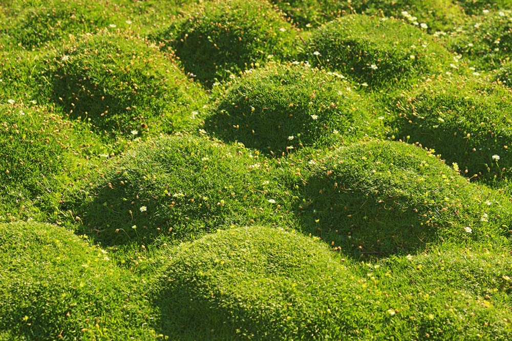 Irish Moss Seeds - 100+ Seeds - Grow Stunning Ground Cover That Blooms Attractive White Flowers - Made in USA