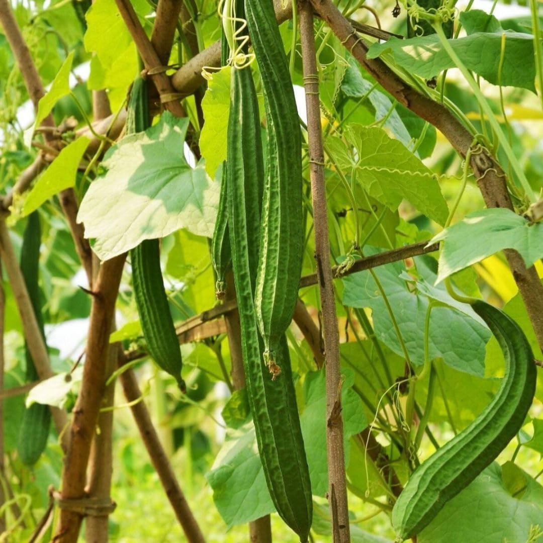 Angled Luffa Sé?ds/Angled Gourd/Tori/Turai/Ridge Gourd/Chinese Okra Sé?ds Loofah - 5 Sé?ds