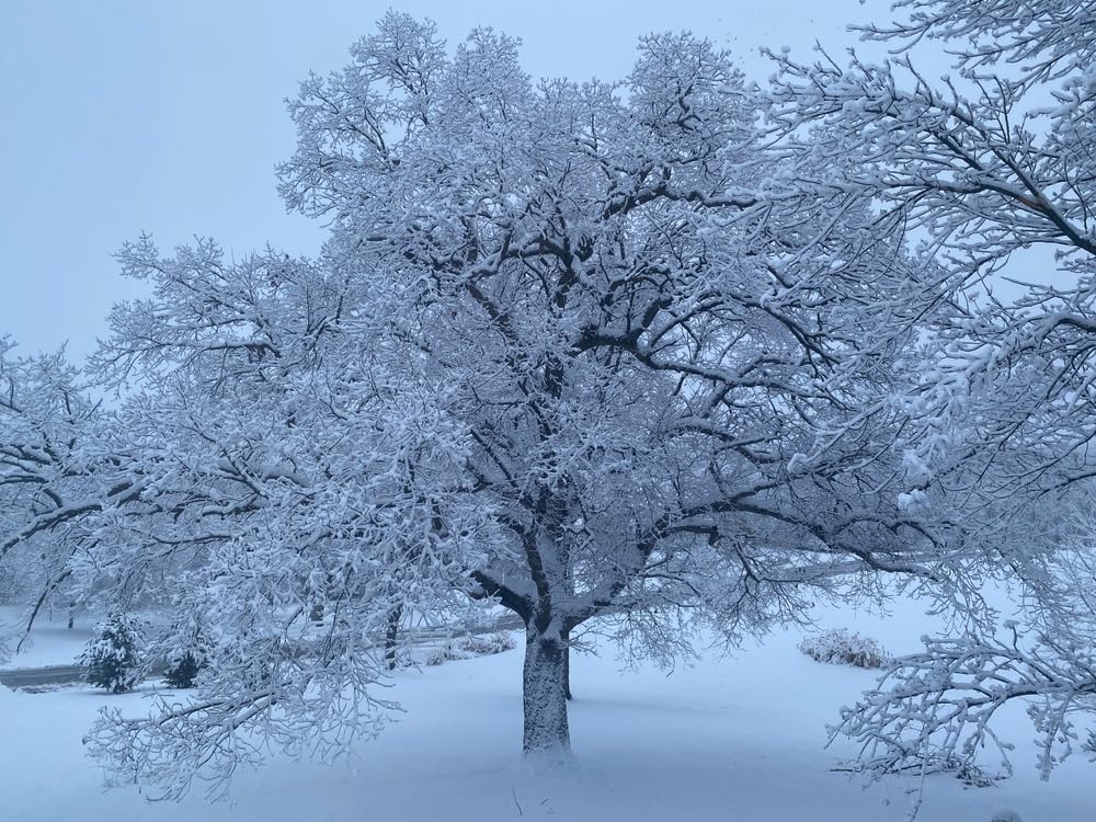 Chinqaupin Oak Live Tree Seedlings for Planting - Grow Live Tree Plants - Chinkapin Oak Tree Seedlings