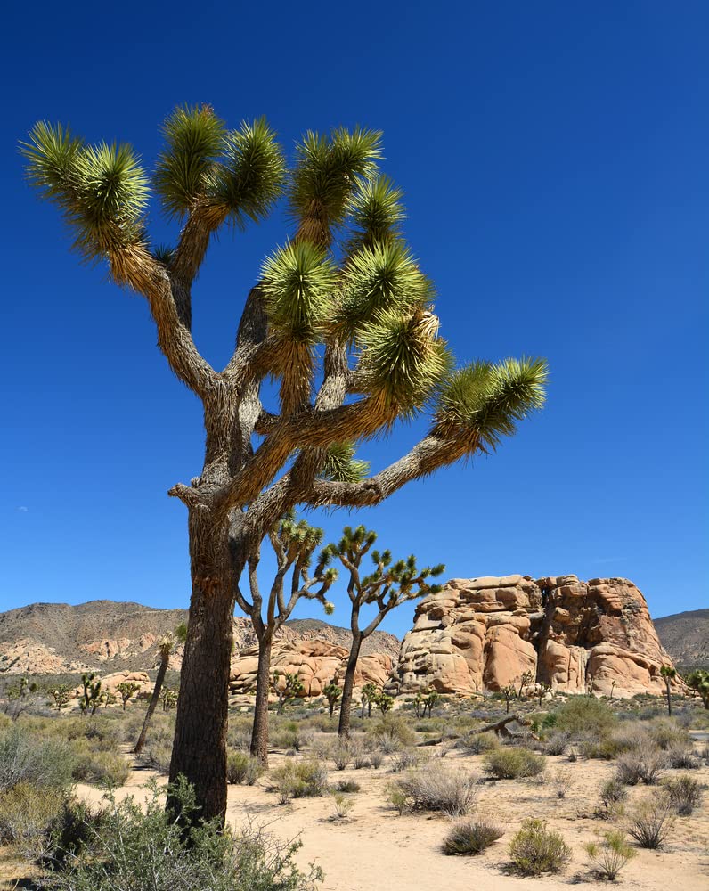 Yucca Palm Tree Seeds for Planting (10 Seeds) - Highly Prized Joshua Tree - Yucca brevifolia - Made in USA, Ships from Iowa