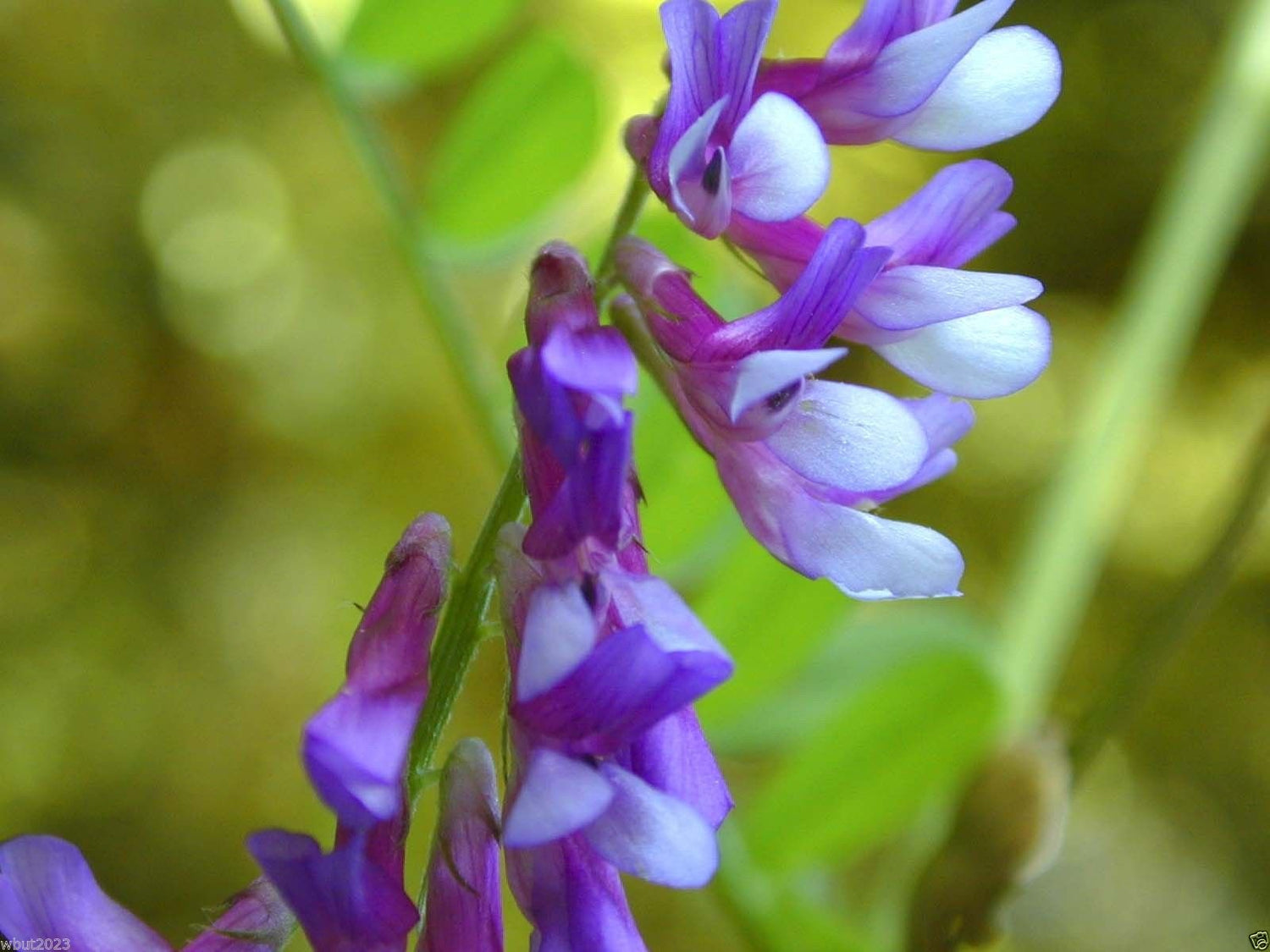1000 Seeds Hairy Vetch Seeds, Used As a Cover Crop, Green Manure, Pasture, Silage, and Hay.