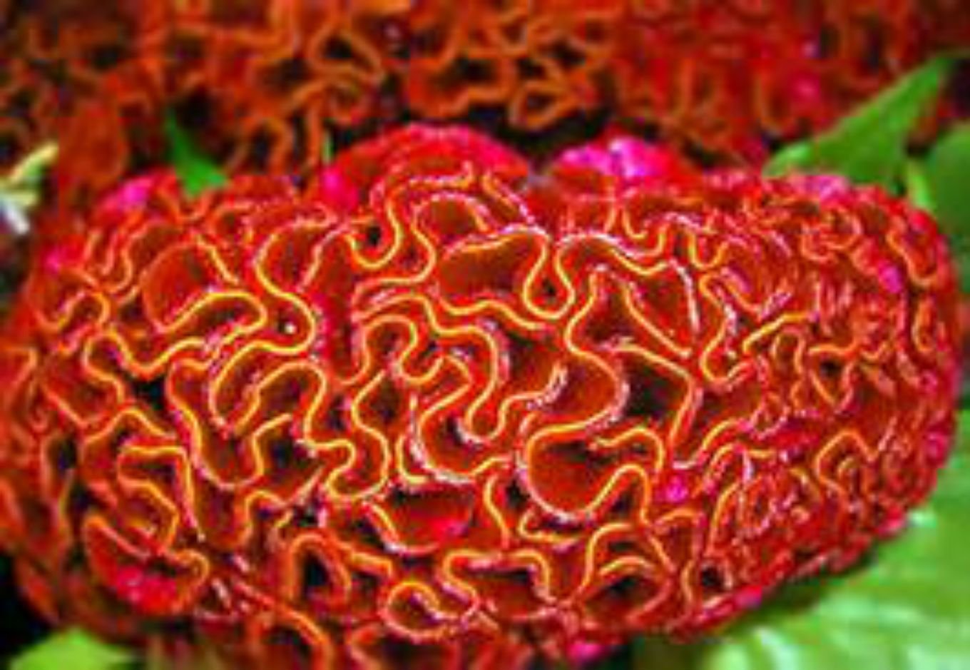 Huge Brain Celosia! Crazy Mixed Colors 100 Seeds ! Comb.s/h! Old Amish Plant!