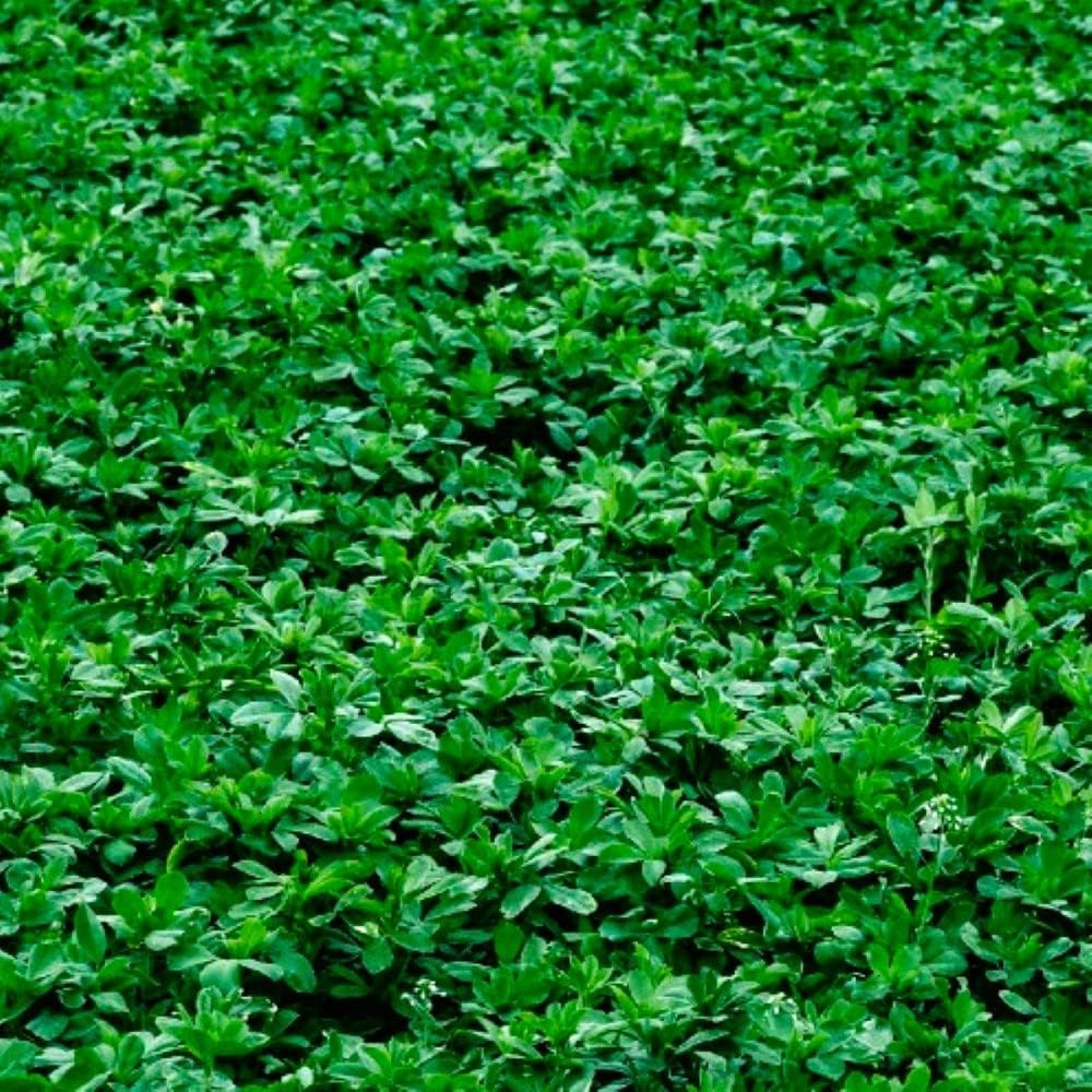 Alfalfa Cover Crop Seeds | Non-GMO | Heirloom | Fresh Garden Seeds