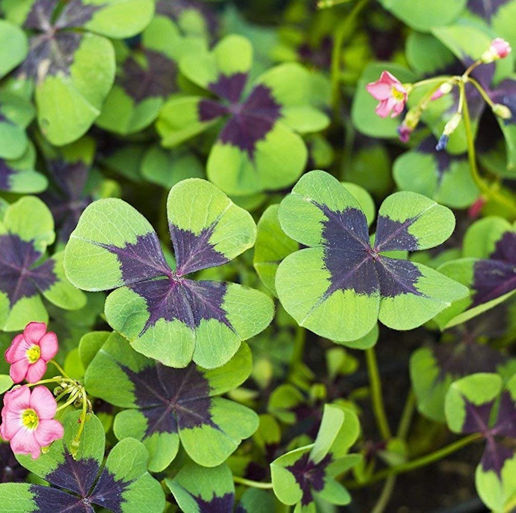 Oxalis Bulbs - 20 Green Shamrocks Bulbs - Outstanding Garden Flowers Fast Grow Bonsai Cute Flowers Easy to Plant
