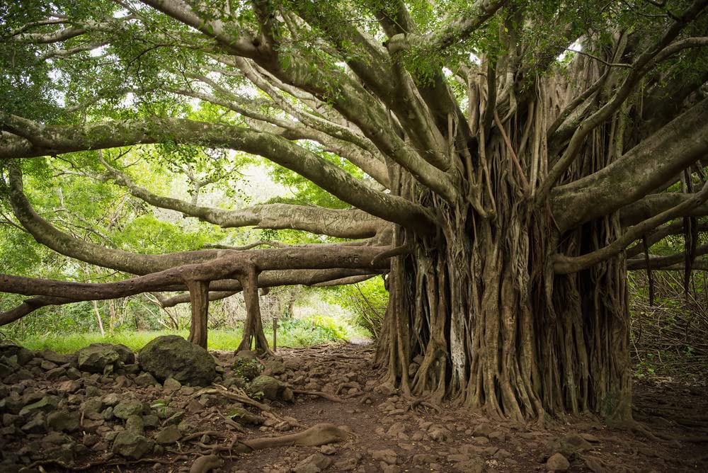 Banyan Tree Seeds for Planting - 20 Seeds of Ficus benghalensis - Indian Banian Tree - Ships from Iowa, USA