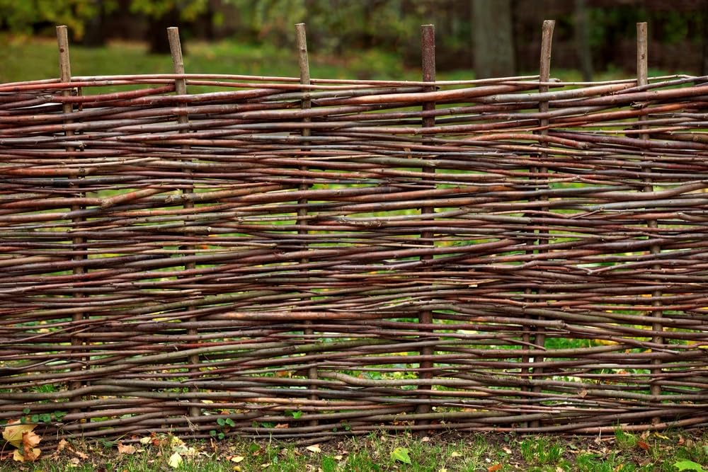 Basket Willow Cuttings to Grow - Used to Make Willow Basket Weaving or Willow Fence- Salix viminalis, Osier Willow