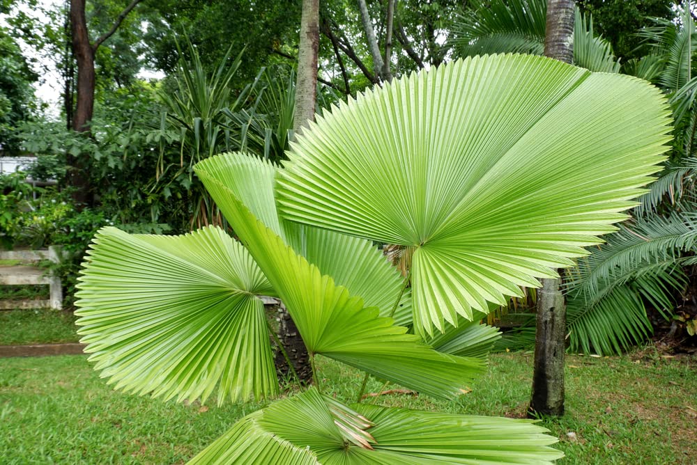 Fiji Fan Palm Seeds for Planting (5 Seeds) - Pritchardia pacifica