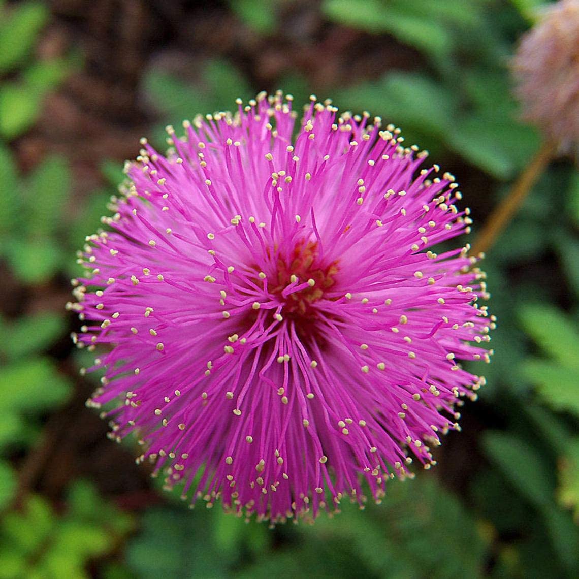 50 Sleeping Grass Seeds - Made in USA, Ships from Iowa