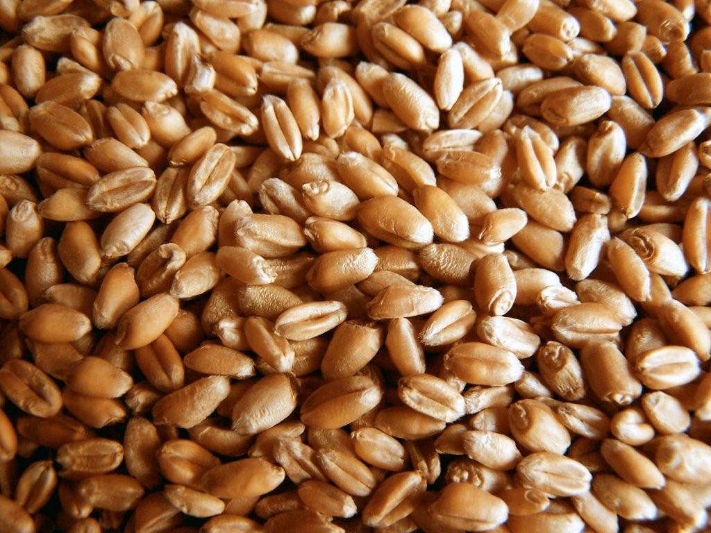 5lb Kansas Wheat, Wheat Seed, Cat Grass, Wheat Grass, Better Than Organic
