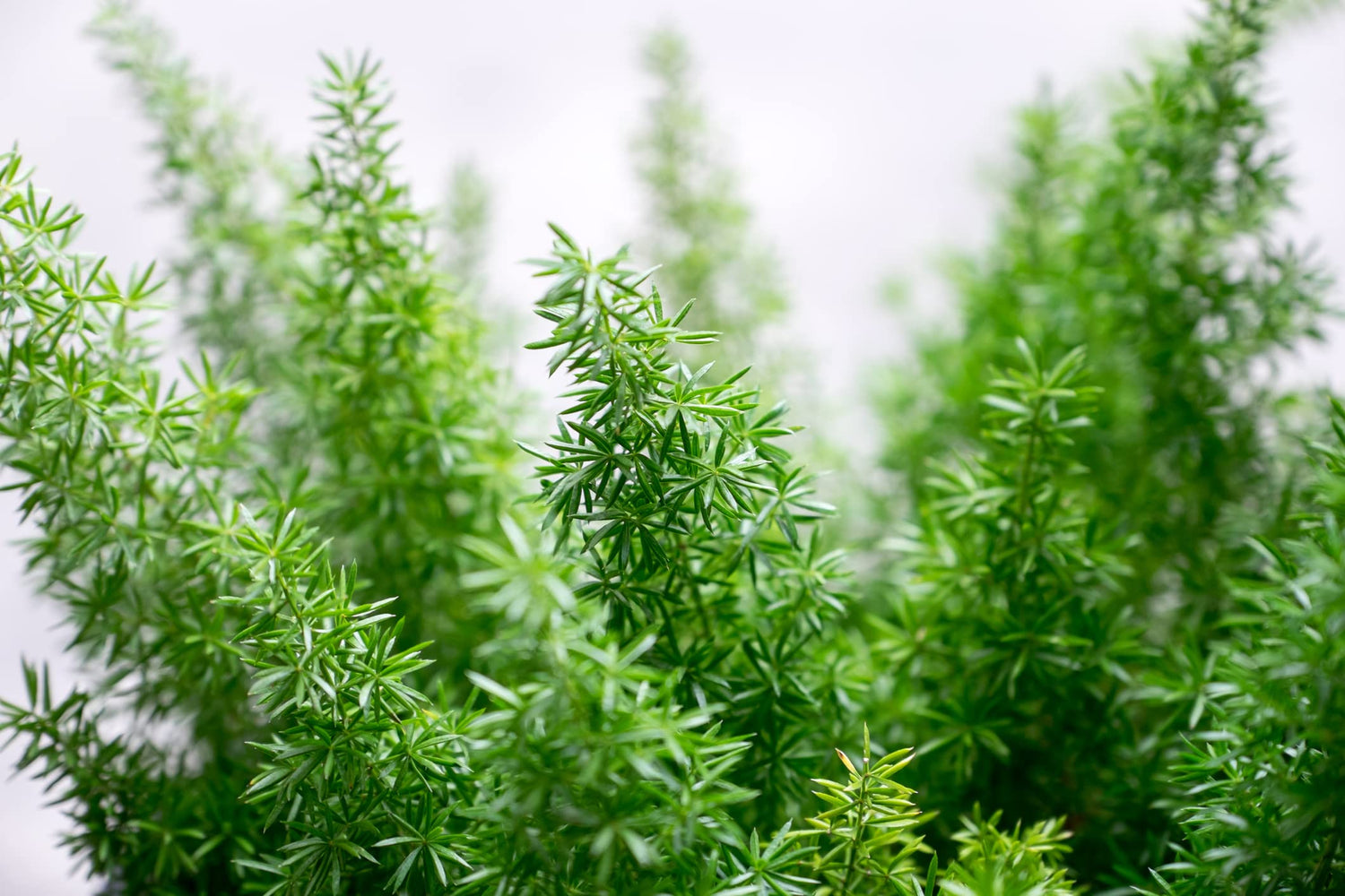 Emerald Fern Seeds for Planting (6 Seeds) - Foxtail Fern, Asparagus sprengeri