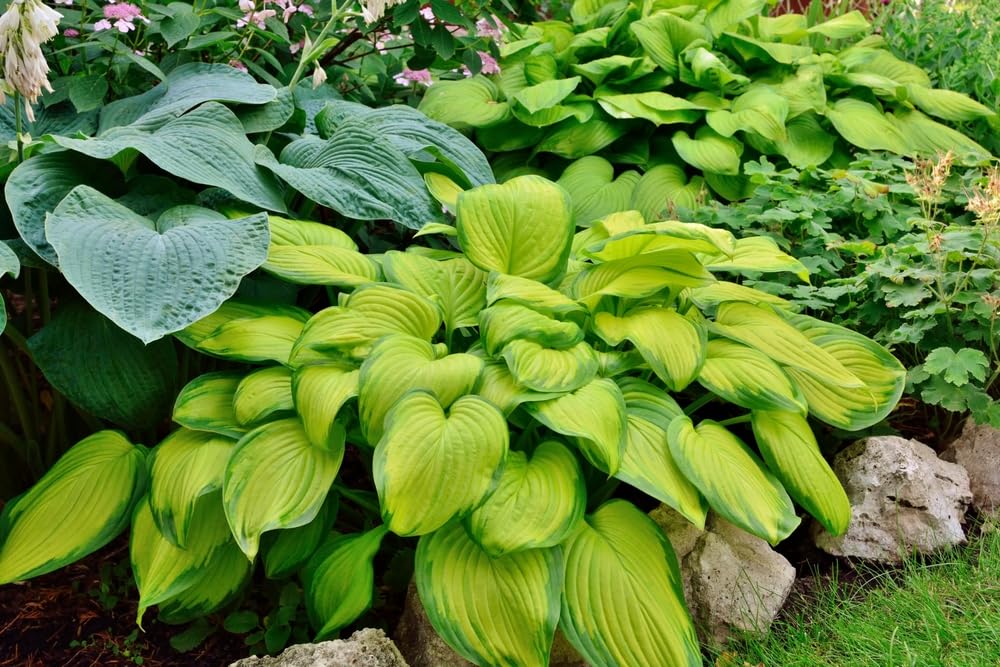 10 Mixed Color Hosta Plant Roots for Growing - Growers Blend (10 Hosta Roots)