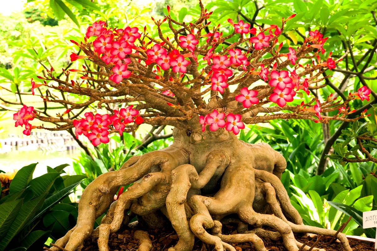 Desert Rose Seeds to Grow | 10 pack | Highly Prized Multicolored Flowering Bonsai | Adenium Obesum,10 Seeds to Grow