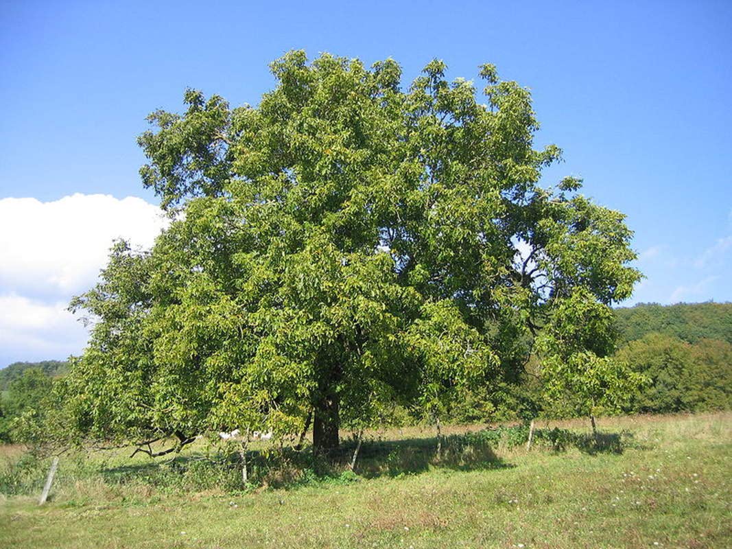 Carpathian Walnut Seeds for Planting - 5 Seeds - Juglans regia Carpathian