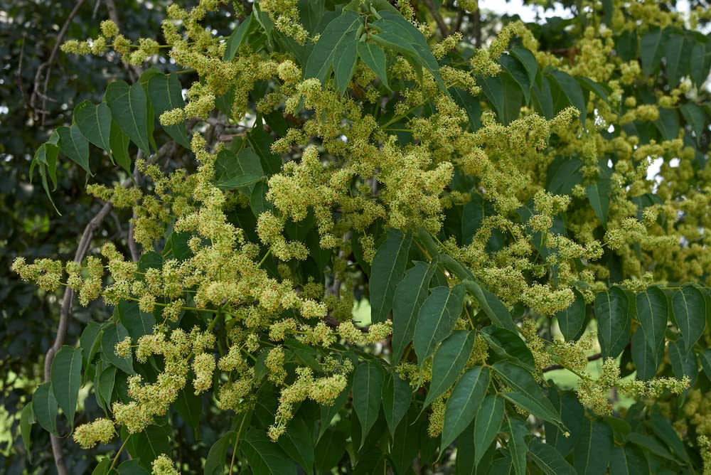 Tree of Heaven Seeds for Planting - 30 Seeds - Ailanthus altissima - Tree of The Gods
