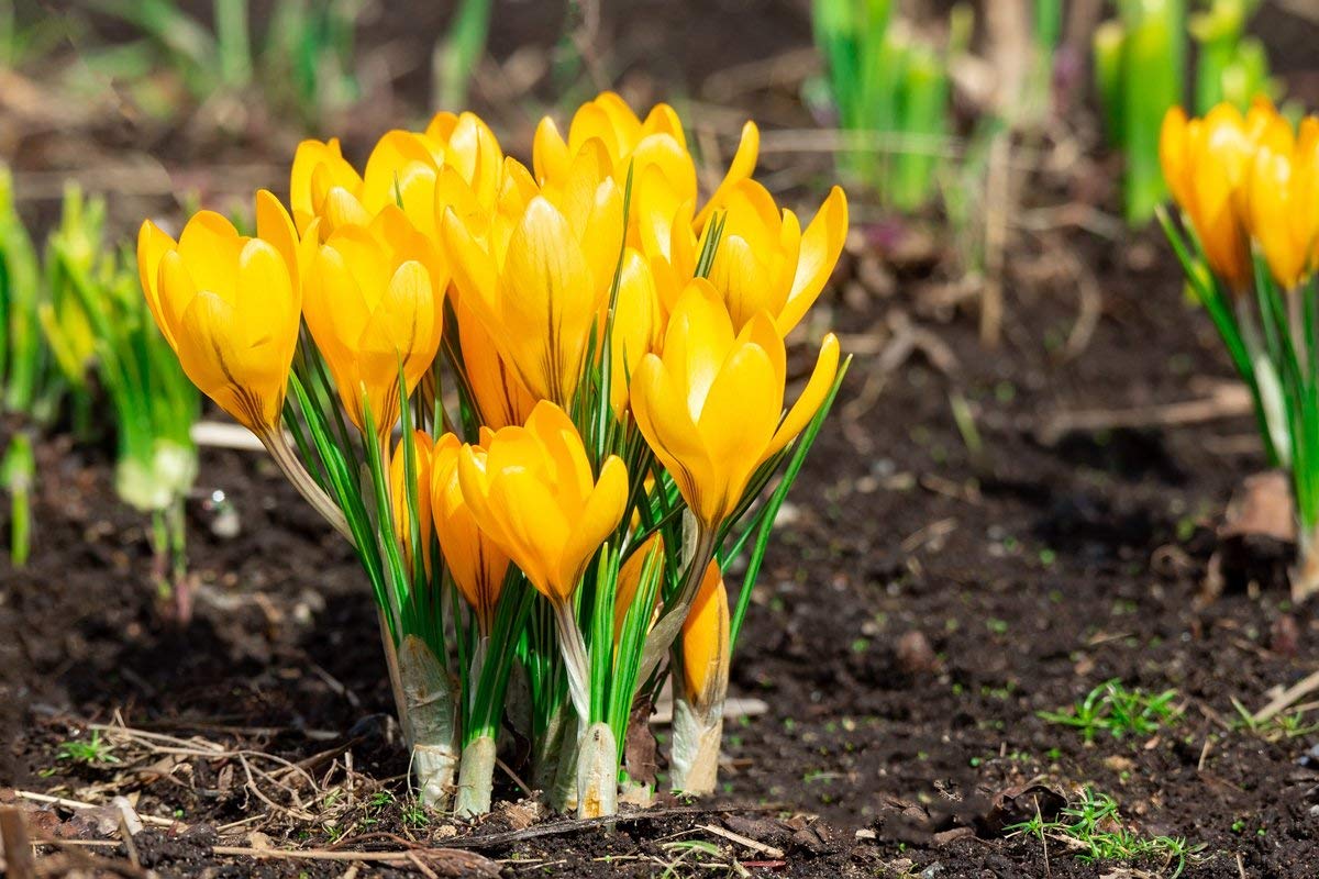 10 Yellow Crocus Bulbs - Made in USA, Ships from Our Iowa Nursery - Grow 10 Yellow Crocus Bonsai Corms