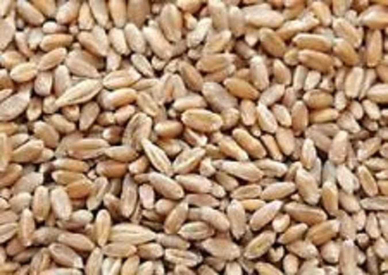 10LBS Cover Crop Wheat (winter wheat)